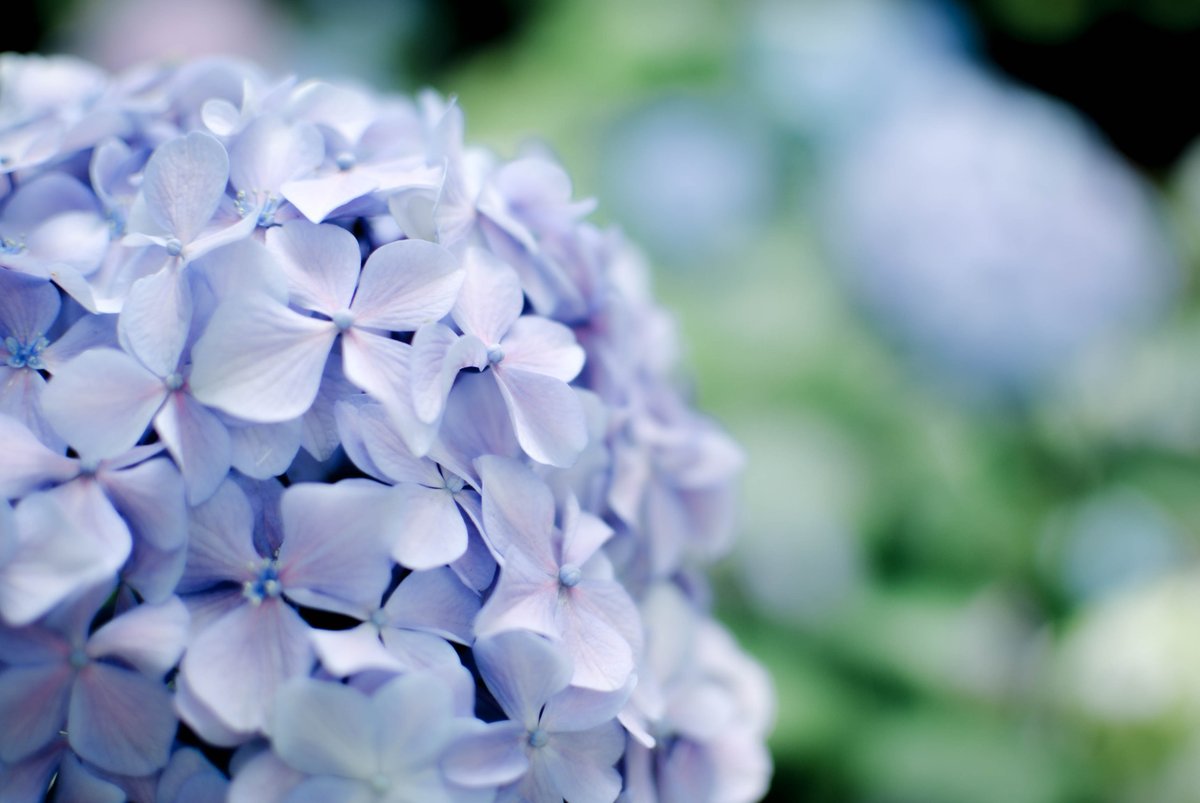 f:id:hachi-log:20200219212546j:plain