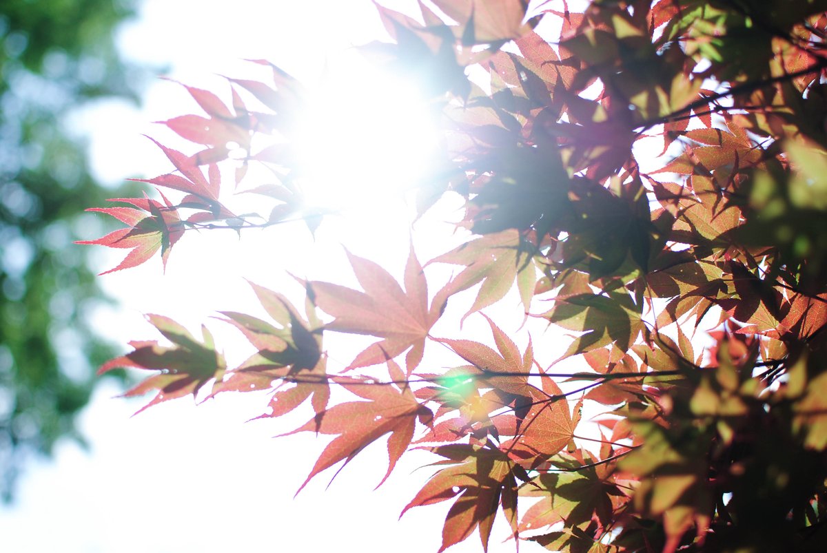 f:id:hachi-log:20200219212551j:plain