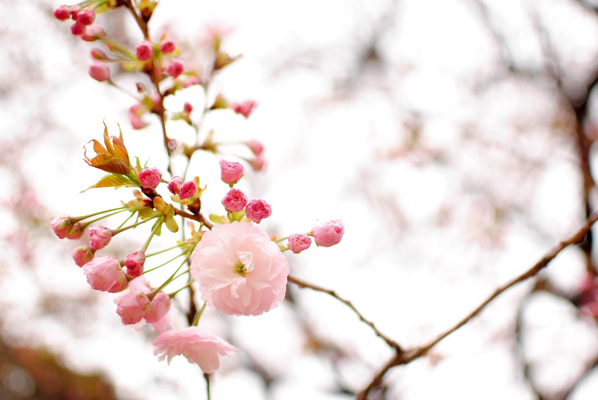 f:id:hachi-log:20200219212555j:plain