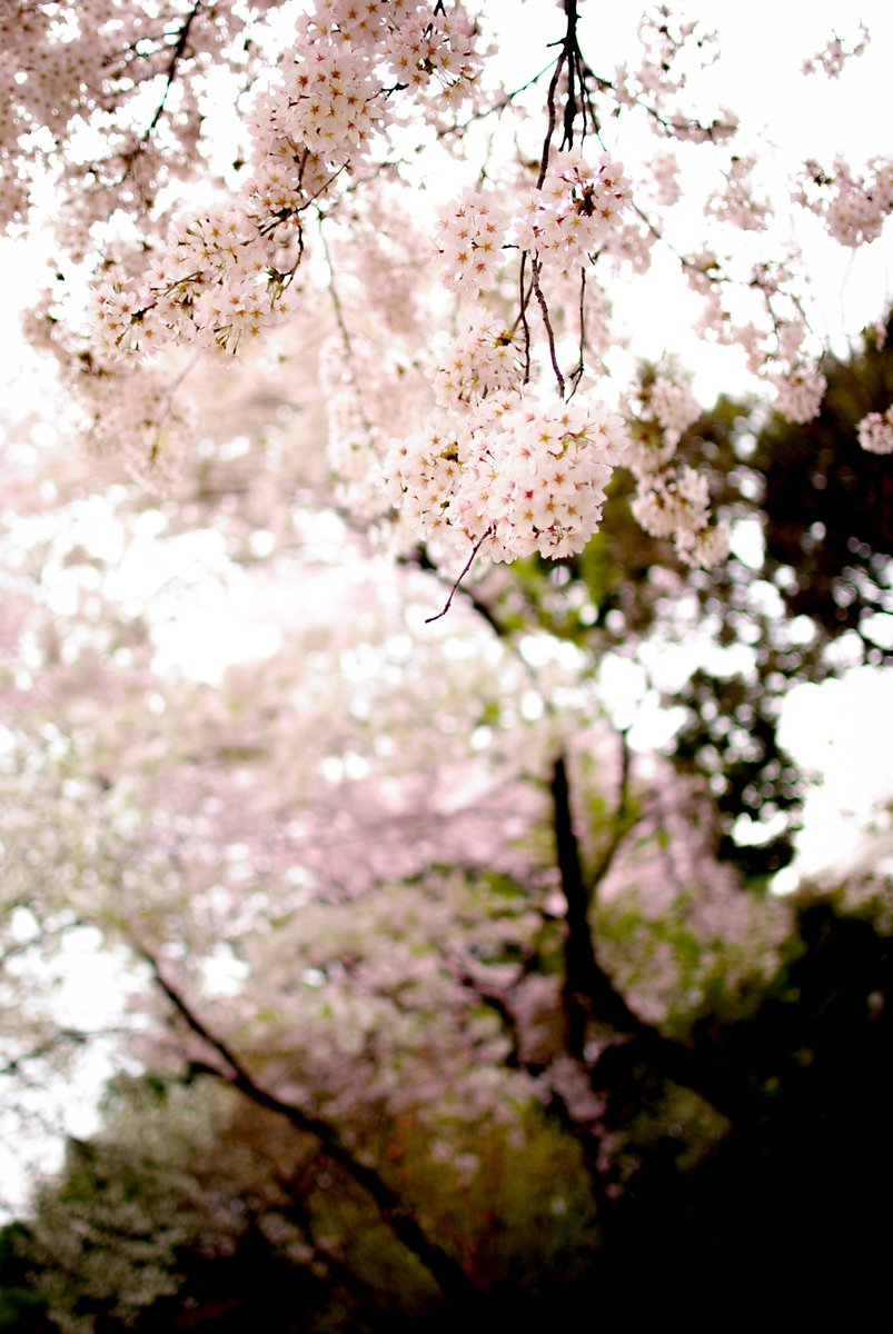 f:id:hachi-log:20200219212559j:plain