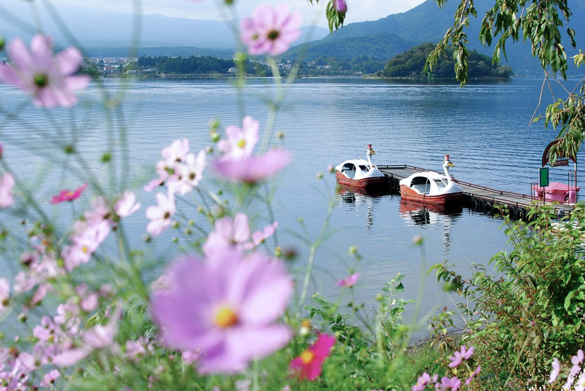 f:id:hachi-log:20200219212637j:plain