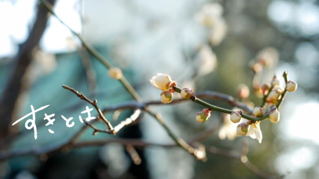 f:id:hachi-log:20200219220130j:image