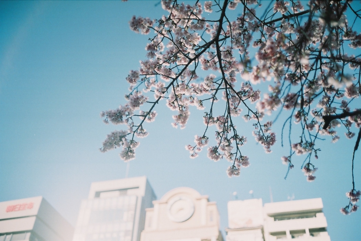 f:id:hachi-log:20200302000359j:plain