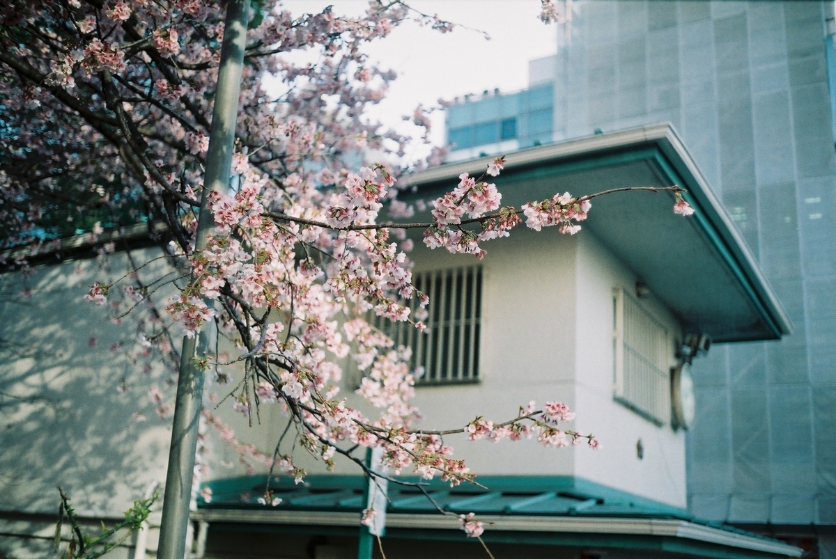 f:id:hachi-log:20200302000423j:plain