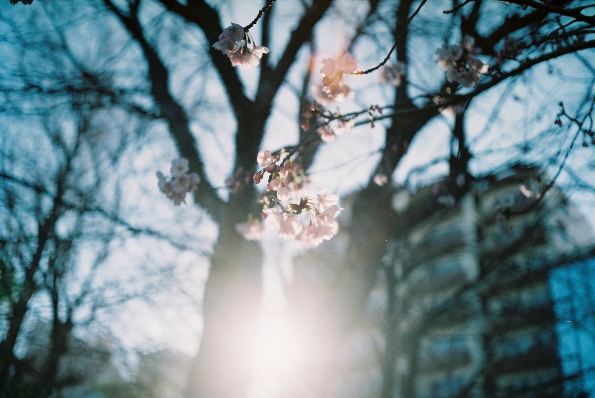 f:id:hachi-log:20200302000756j:plain