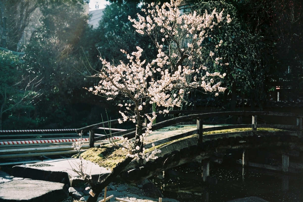 f:id:hachi-log:20200302000851j:plain