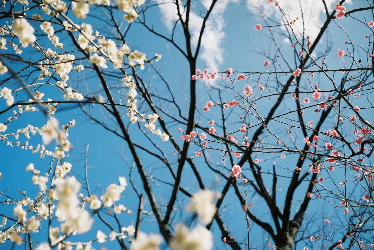 f:id:hachi-log:20200302002209j:plain