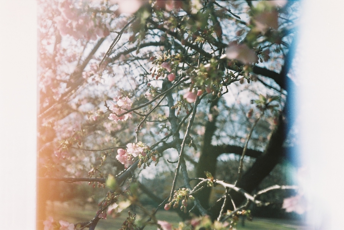 f:id:hachi-log:20200304233428j:plain