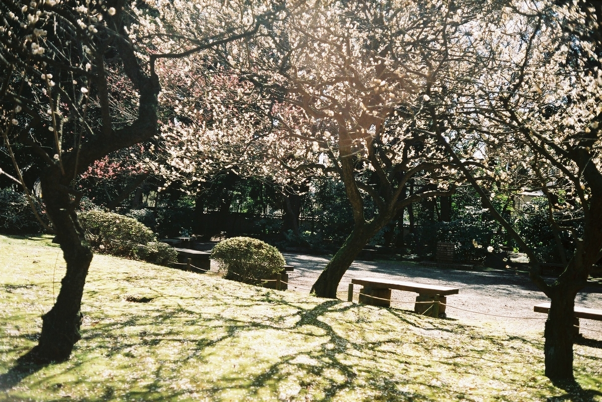 f:id:hachi-log:20200305001511j:plain