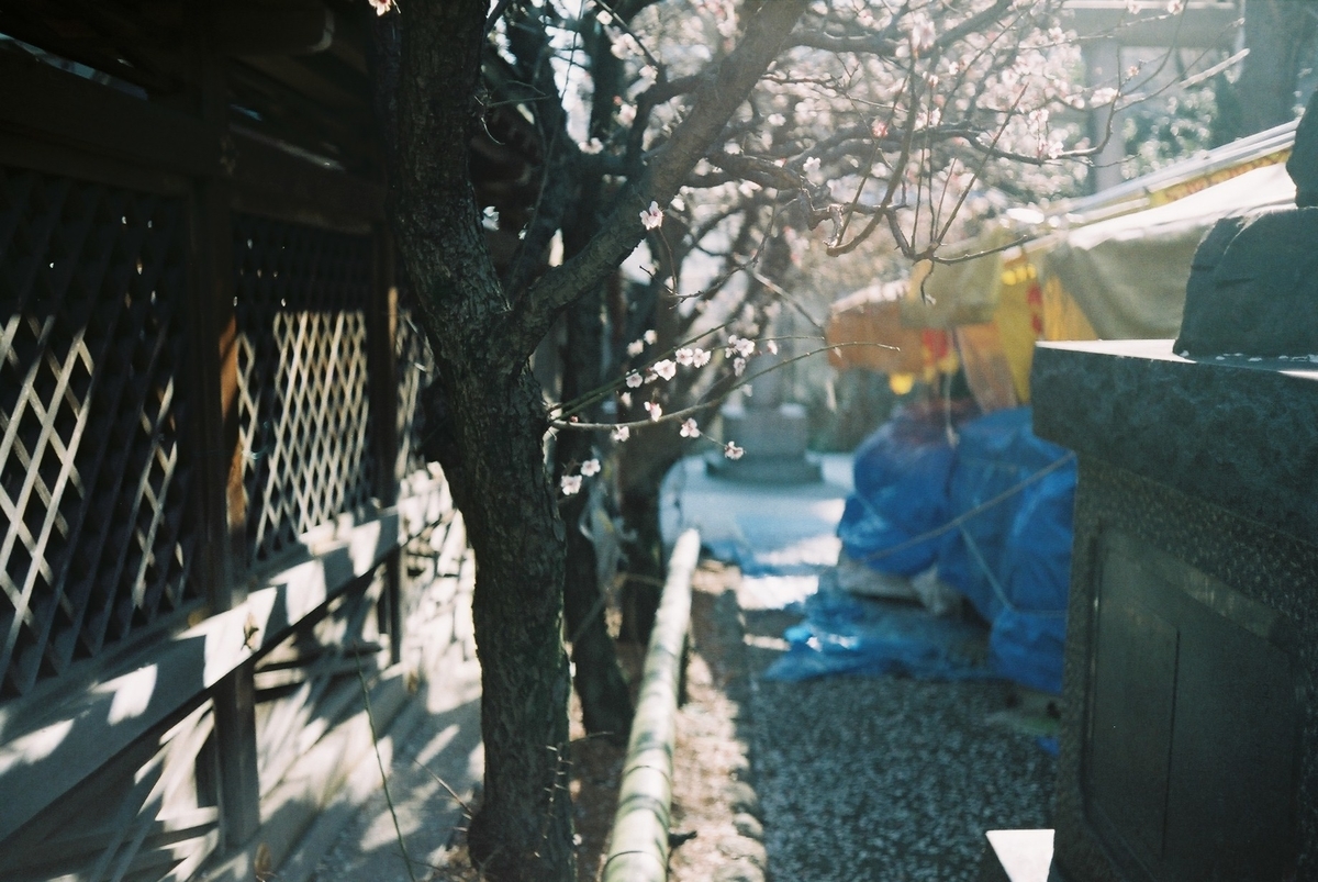 f:id:hachi-log:20200305123046j:plain