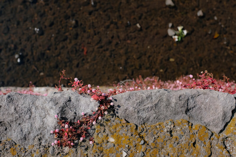 f:id:hachi-log:20200701003442j:plain