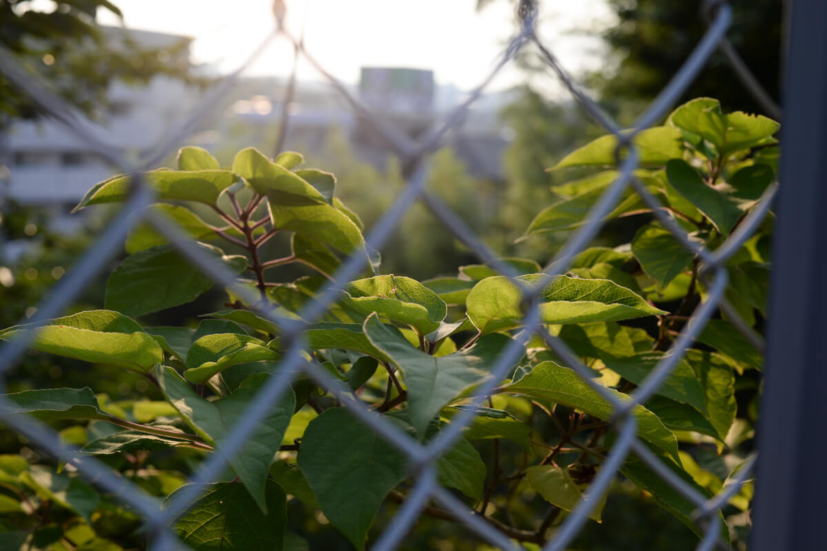 f:id:hachi-log:20200822170038j:plain