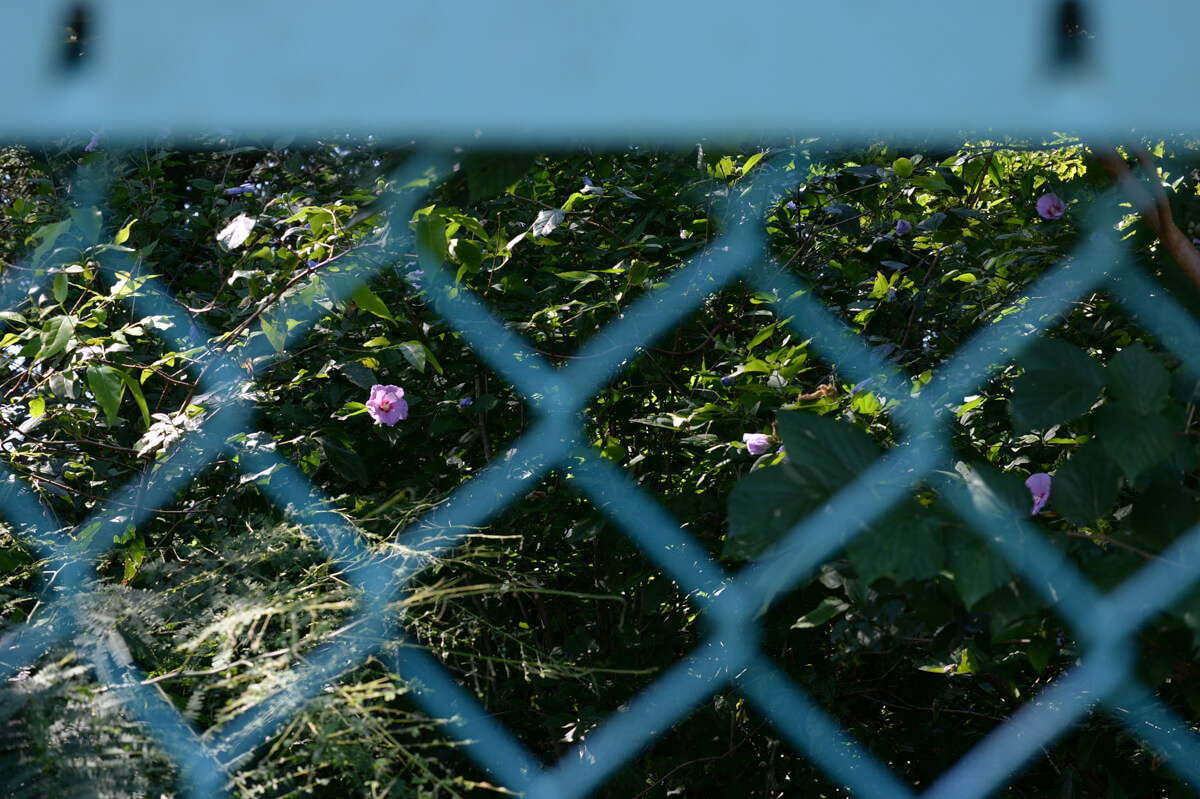 f:id:hachi-log:20200824081338j:plain