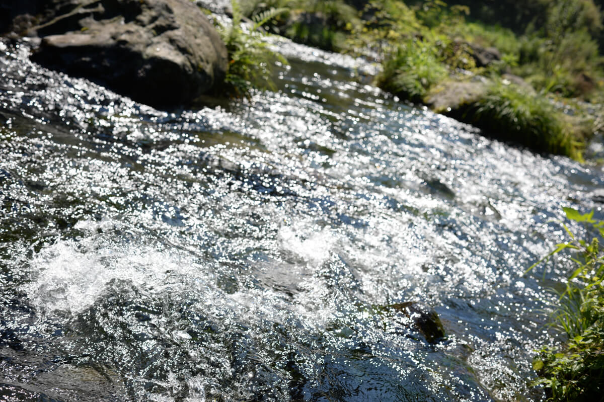 f:id:hachi-log:20200824081409j:plain