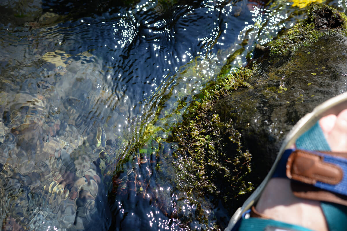 f:id:hachi-log:20200824081420j:plain