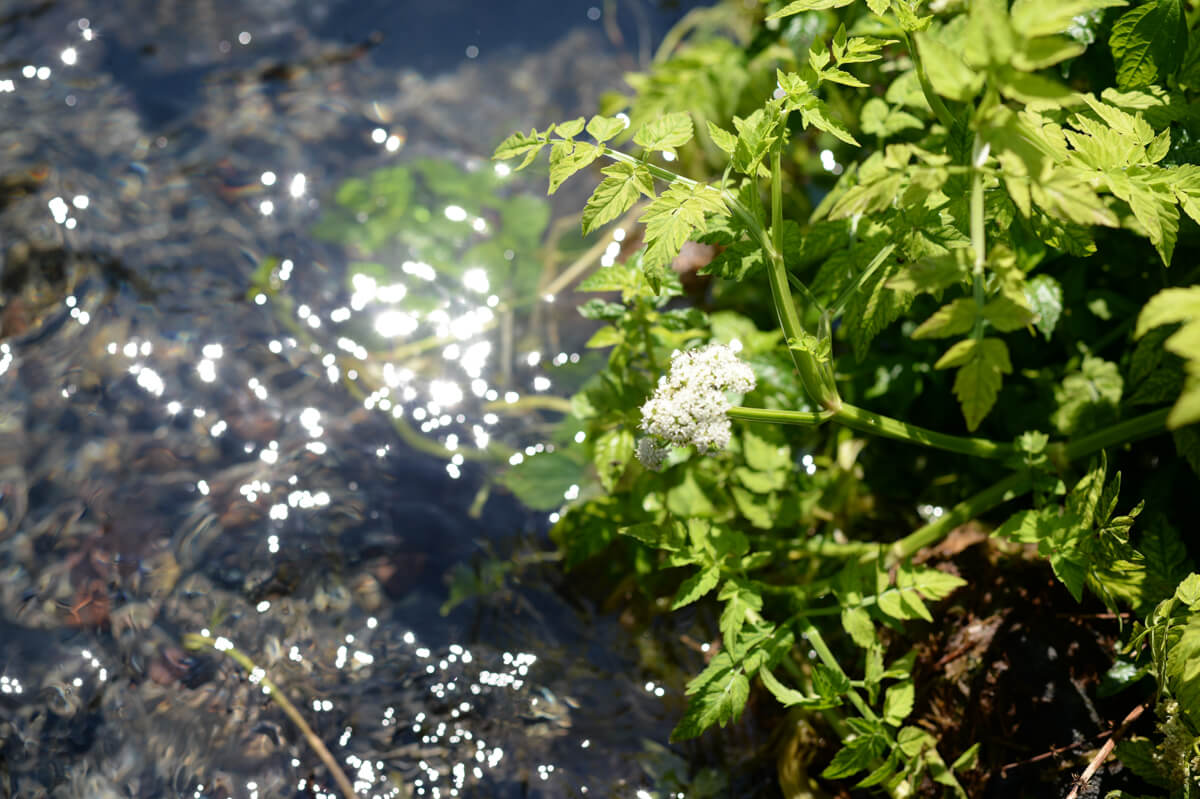 f:id:hachi-log:20200824081427j:plain