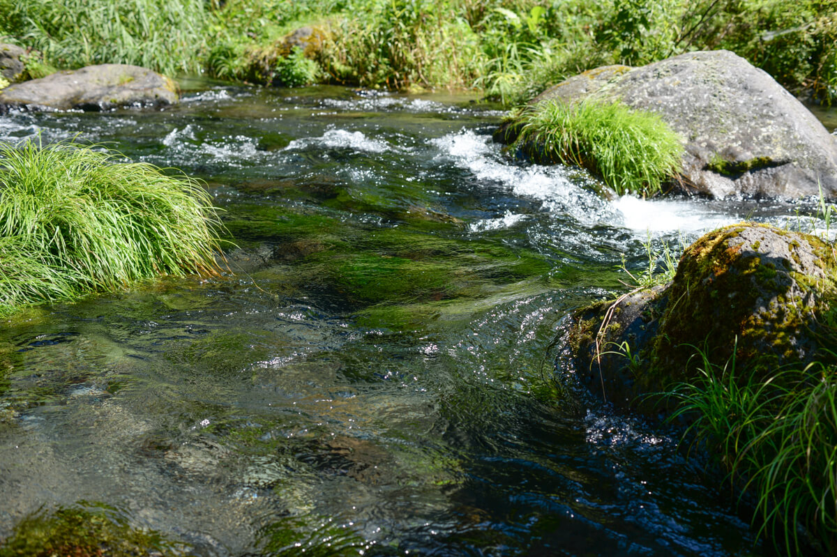 f:id:hachi-log:20200824081553j:plain