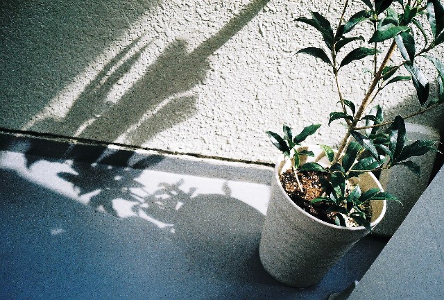 f:id:hachi-log:20200915001915j:image f:id:hachi-log:20200915001915j:image