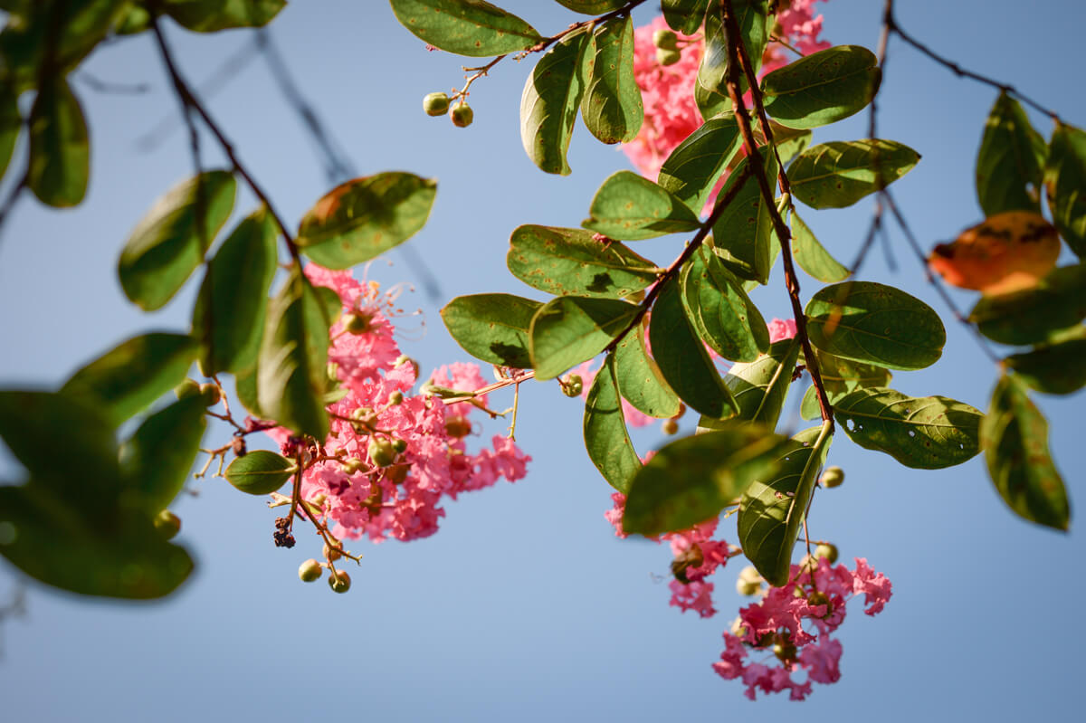 f:id:hachi-log:20200920082530j:plain