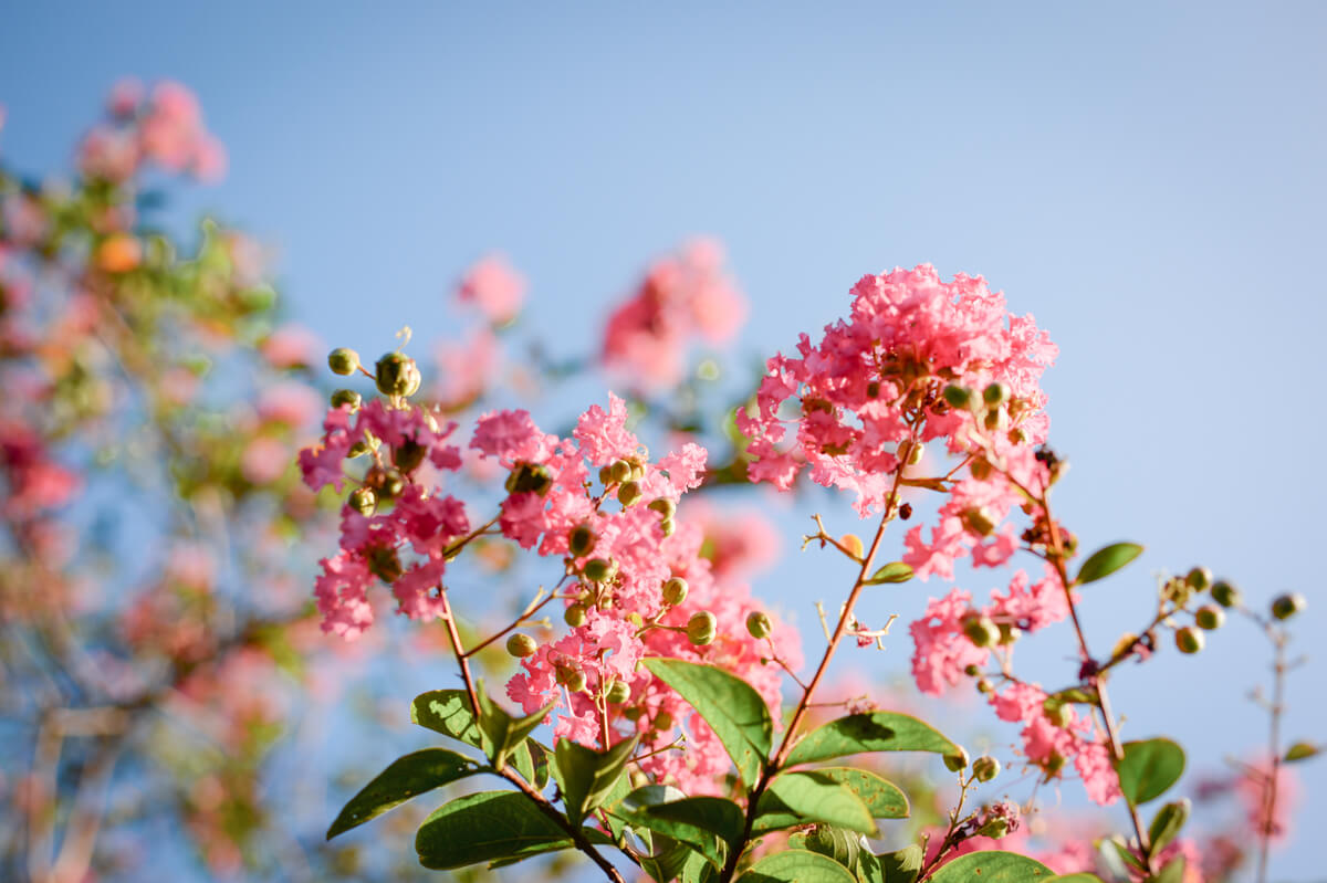 f:id:hachi-log:20200920082533j:plain