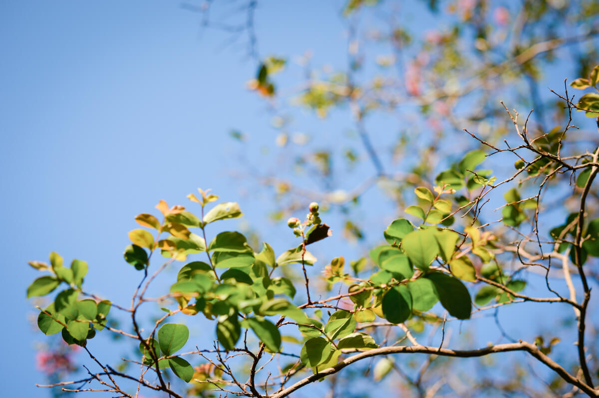 f:id:hachi-log:20200920082539j:plain