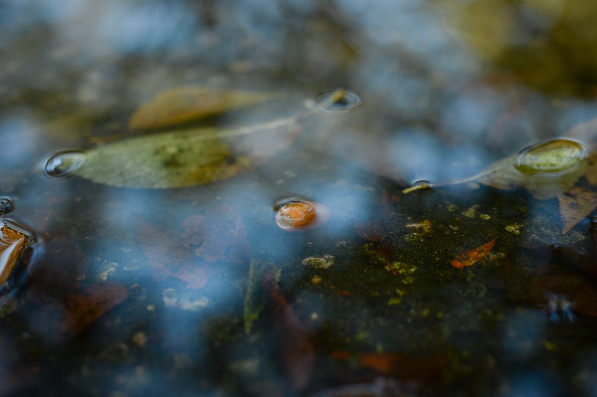 f:id:hachi-log:20200920082555j:plain