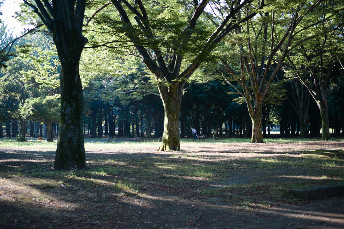 f:id:hachi-log:20200920082559j:plain