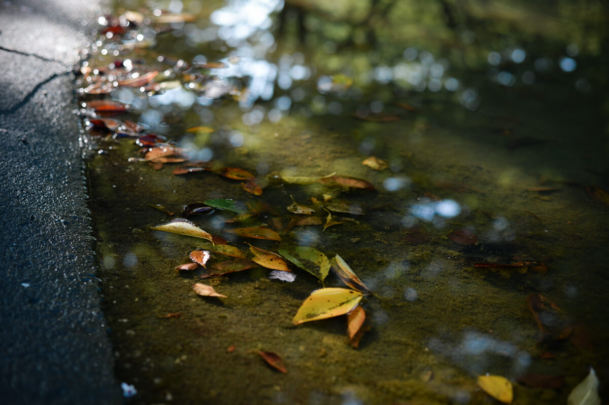 f:id:hachi-log:20200920082602j:plain