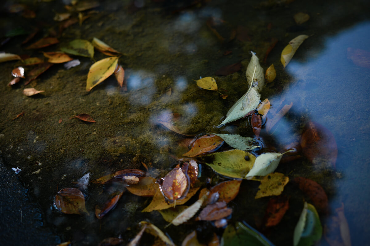 f:id:hachi-log:20200920082606j:plain