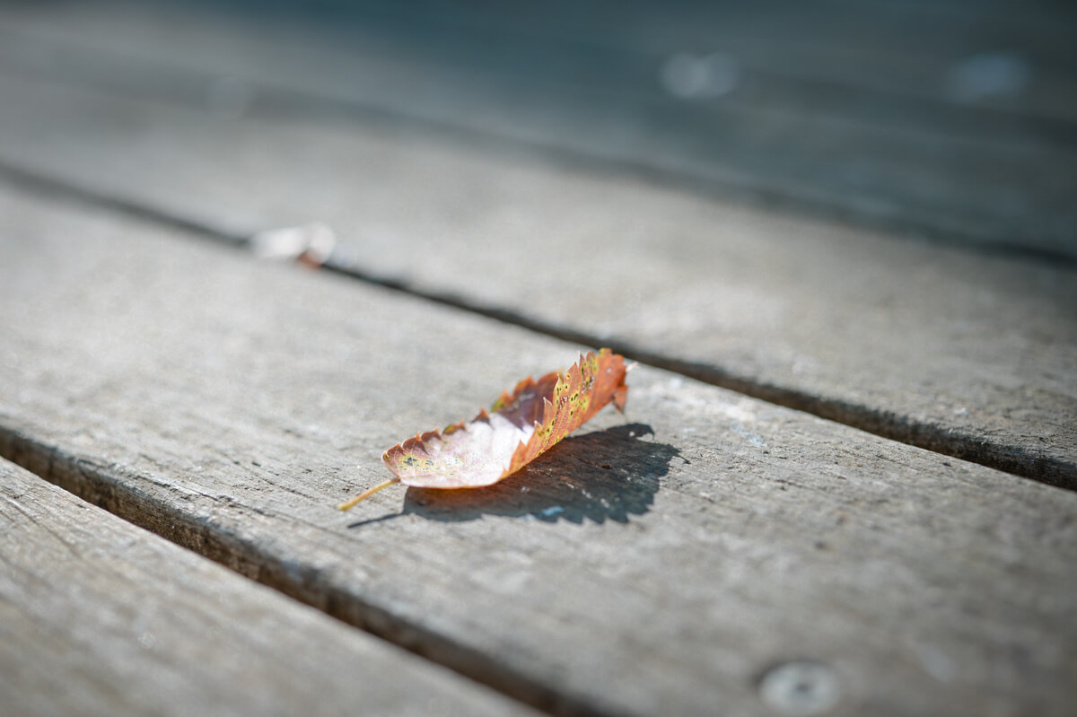 f:id:hachi-log:20200920082611j:plain