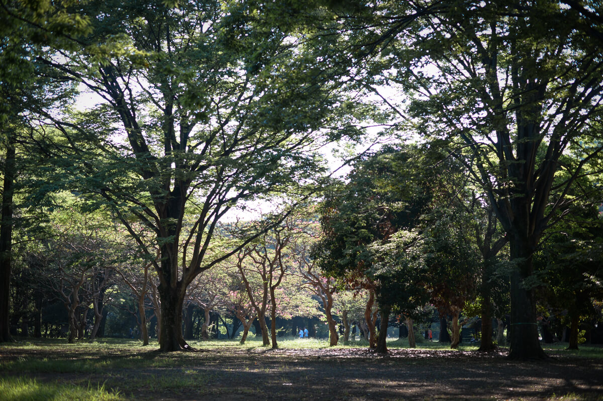 f:id:hachi-log:20200920082616j:plain