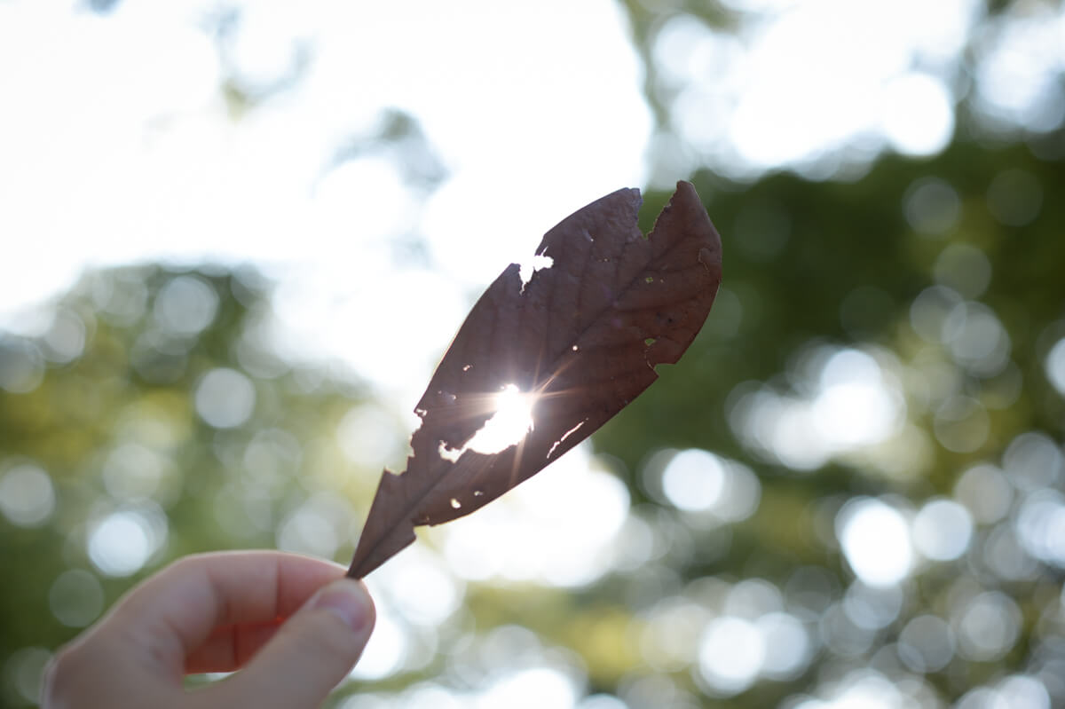 f:id:hachi-log:20200920082619j:plain