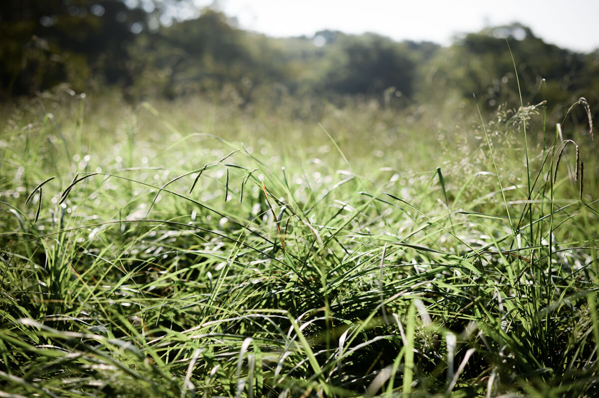 f:id:hachi-log:20200920082626j:plain