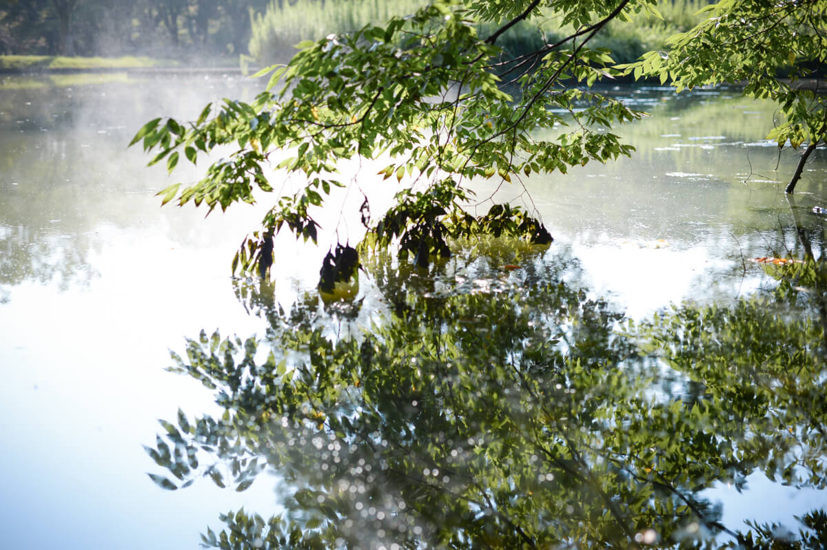 f:id:hachi-log:20200920082629j:plain