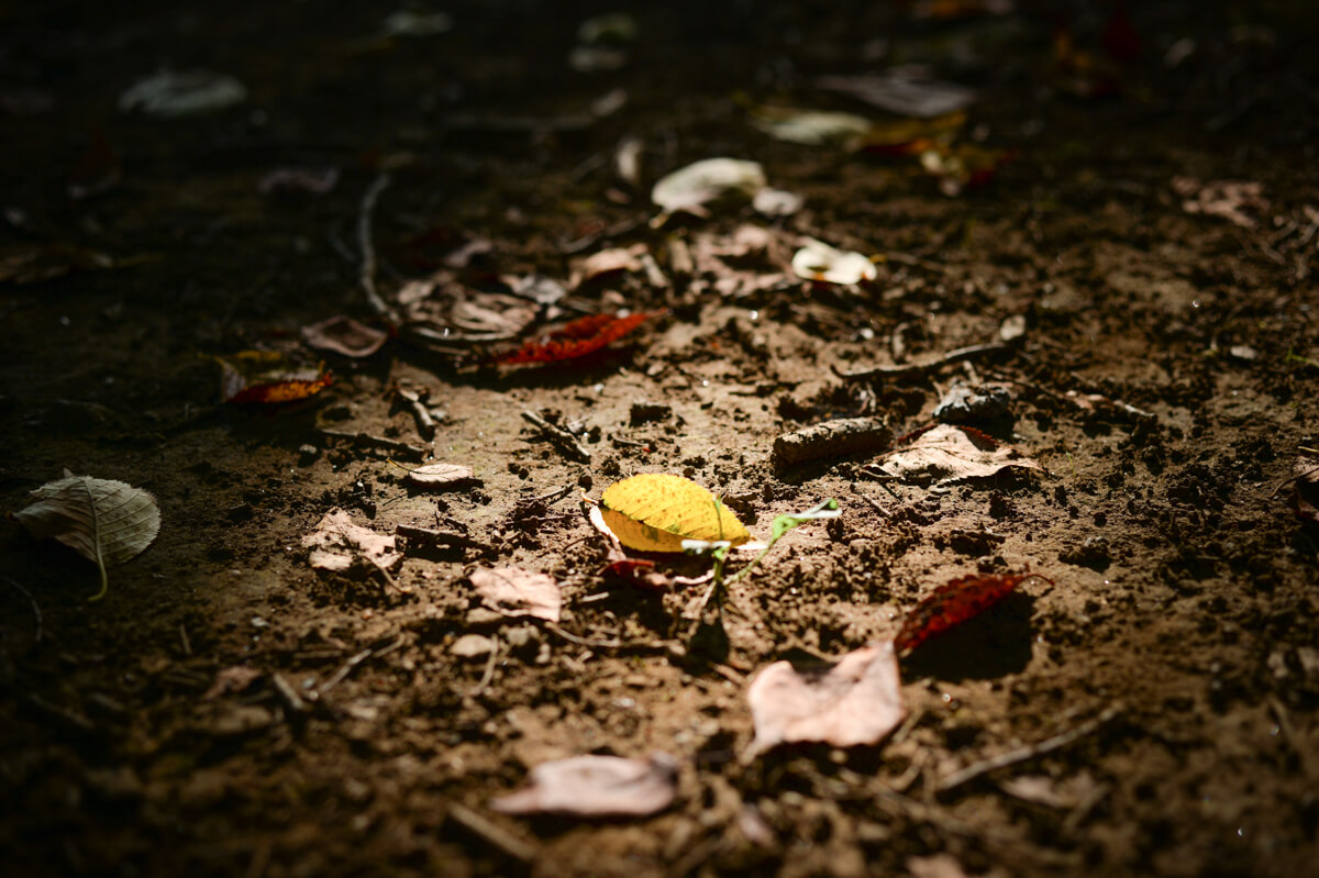 f:id:hachi-log:20200920082633j:plain