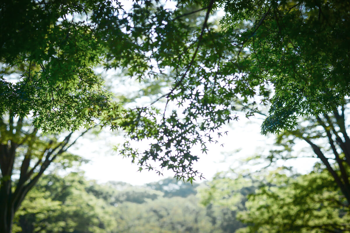 f:id:hachi-log:20200920082640j:plain