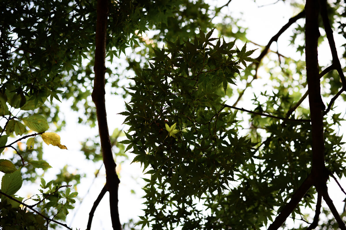 f:id:hachi-log:20200920082644j:plain