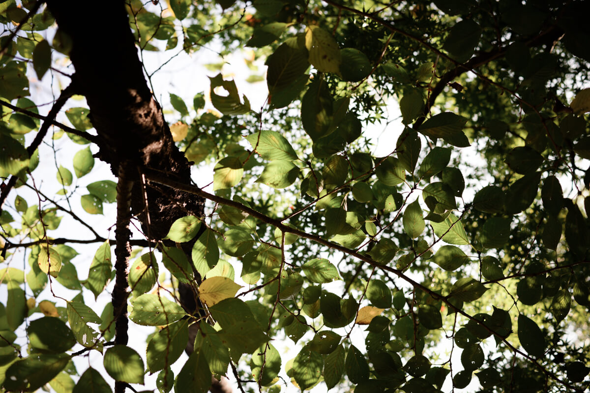 f:id:hachi-log:20200920082647j:plain