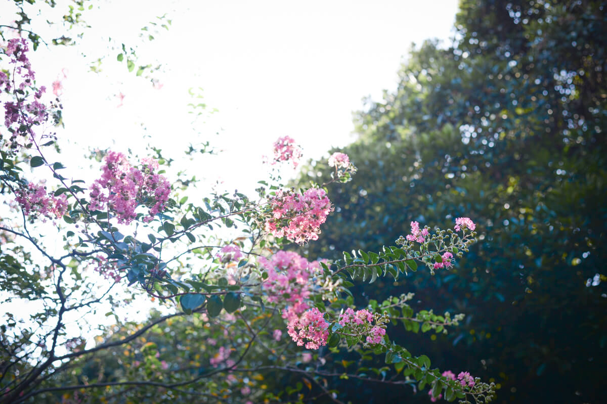 f:id:hachi-log:20200920082700j:plain