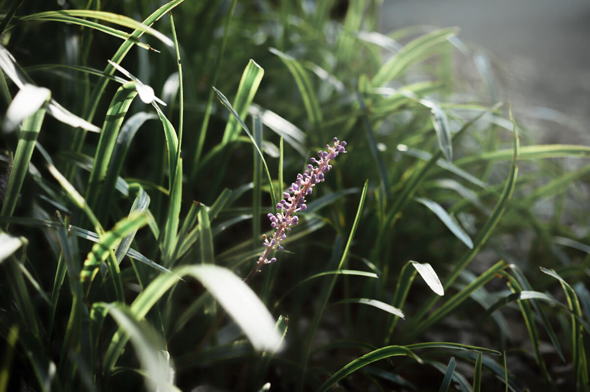 f:id:hachi-log:20200920082703j:plain