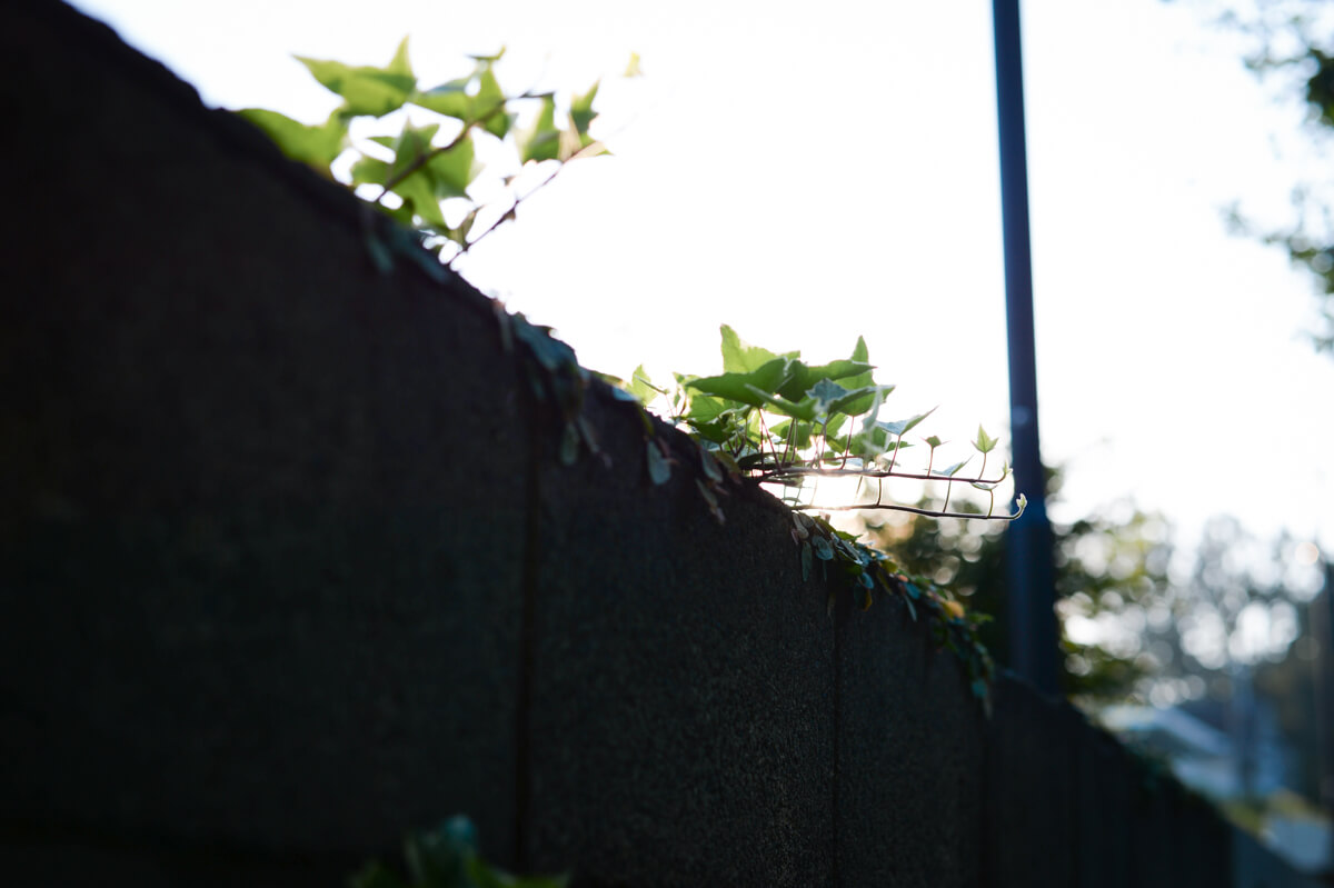 f:id:hachi-log:20201005100241j:plain