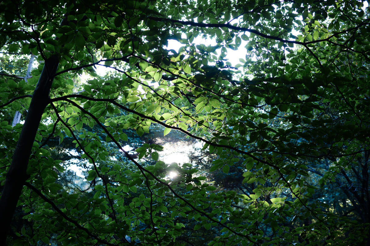f:id:hachi-log:20201005100326j:plain