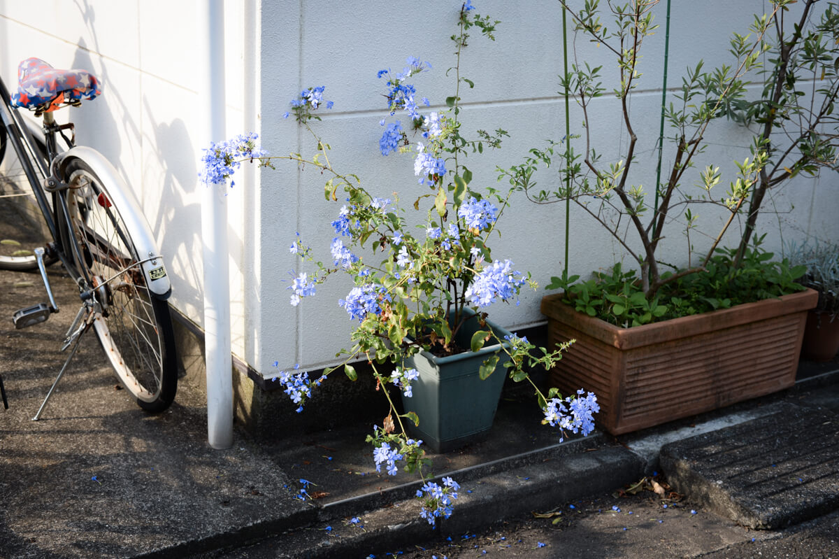 f:id:hachi-log:20201005100505j:plain