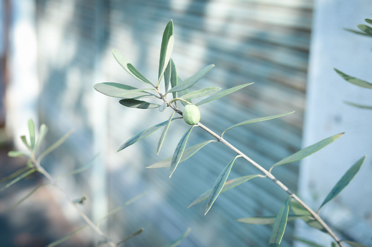 f:id:hachi-log:20201009134404j:plain f:id:hachi-log:20201009134404j:plain