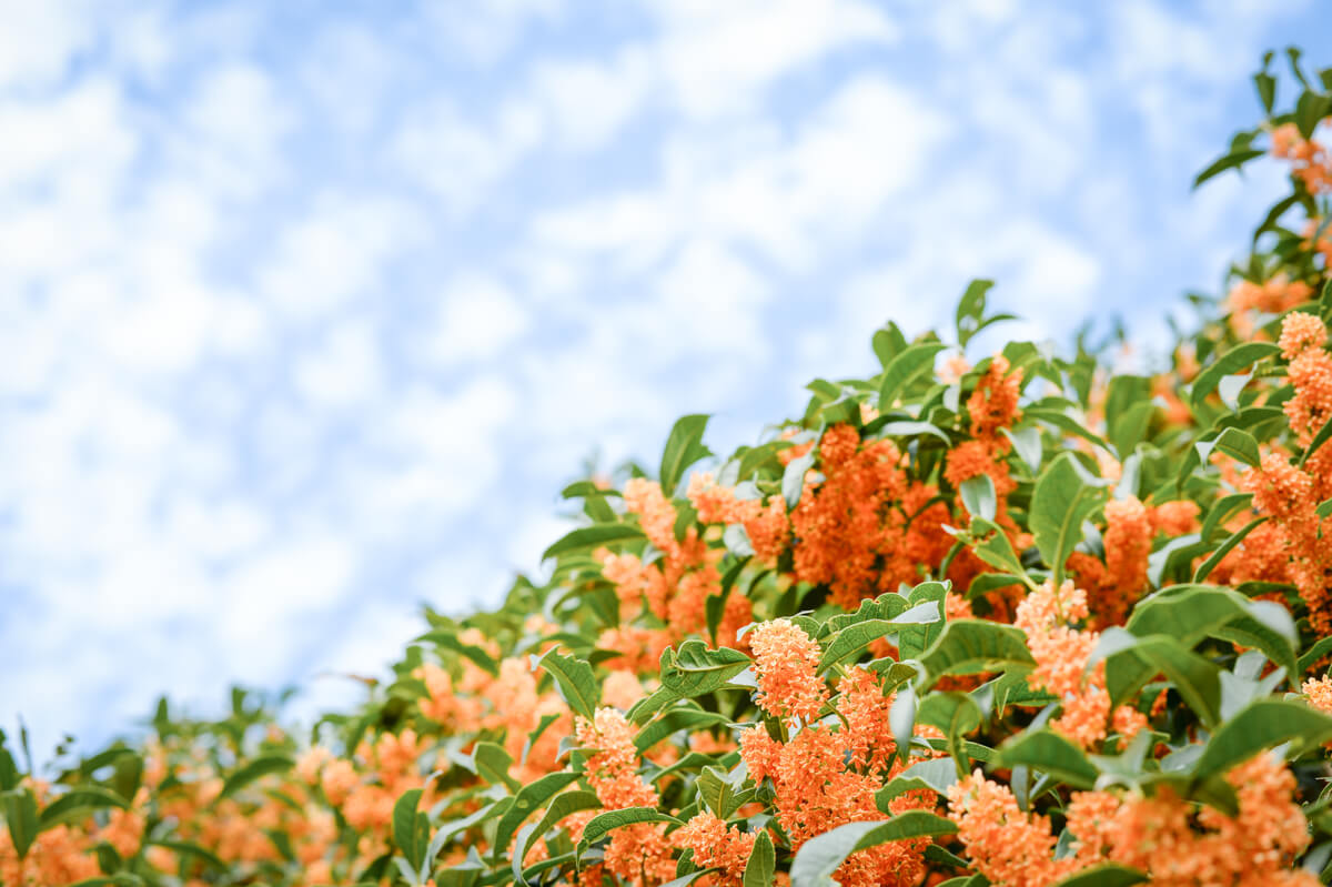 f:id:hachi-log:20201021220835j:plain f:id:hachi-log:20201021220835j:plain
