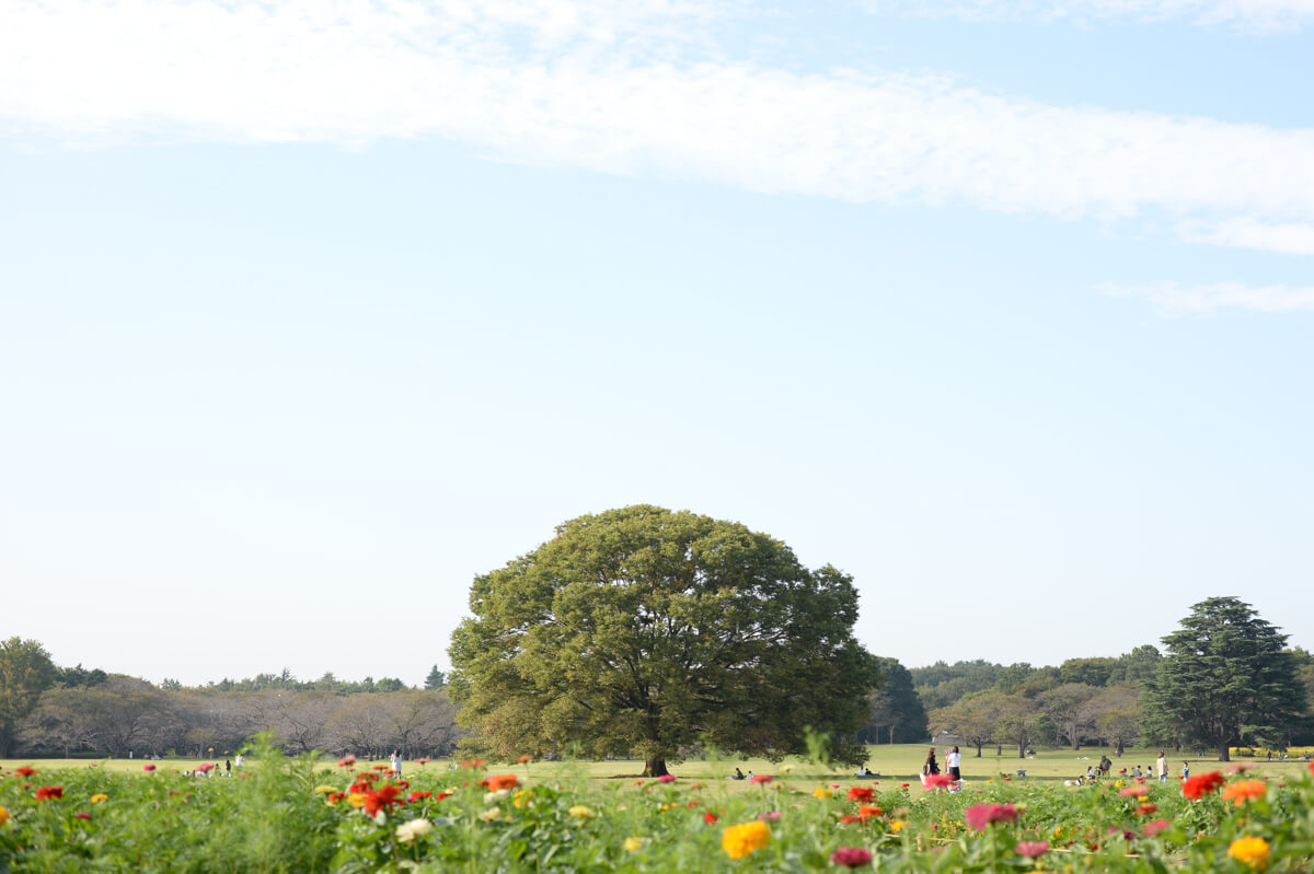f:id:hachi-log:20201021221034j:plain f:id:hachi-log:20201021221034j:plain