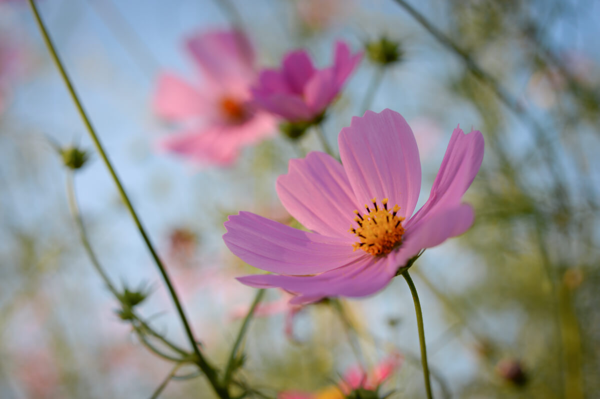 f:id:hachi-log:20201021221205j:plain f:id:hachi-log:20201021221205j:plain