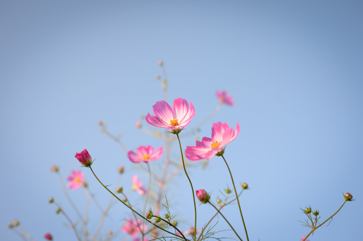 f:id:hachi-log:20201021221212j:plain f:id:hachi-log:20201021221212j:plain