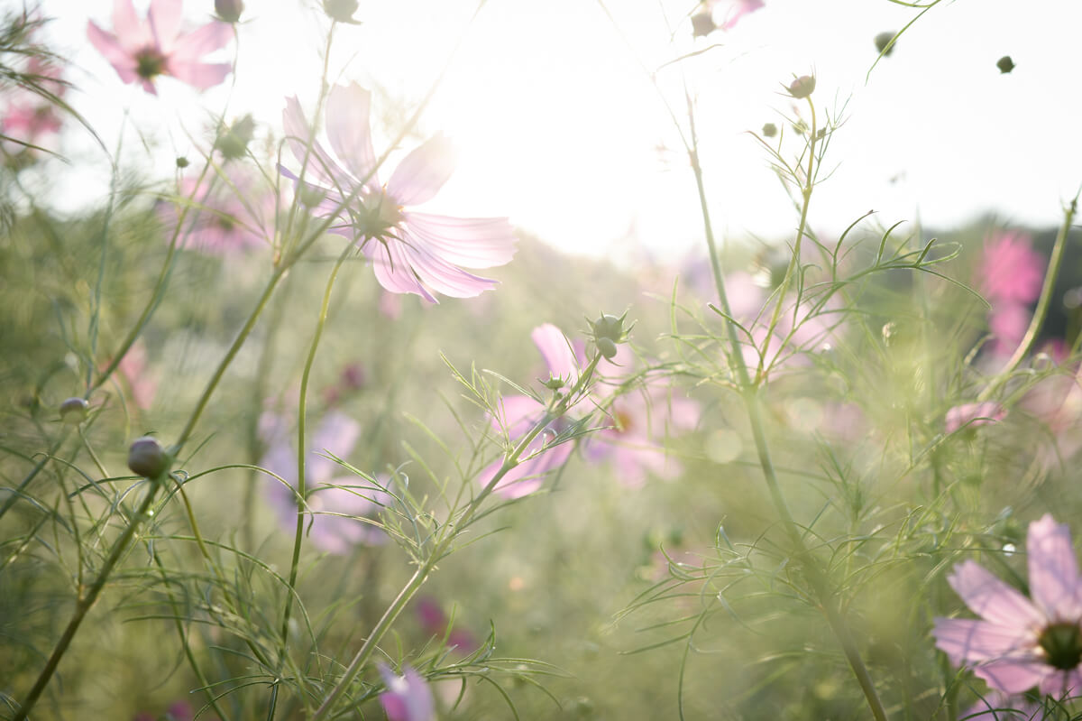f:id:hachi-log:20201021221237j:plain f:id:hachi-log:20201021221237j:plain