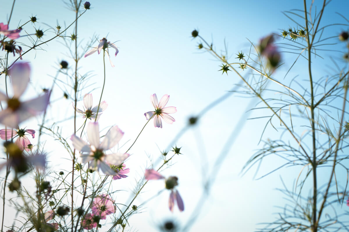 f:id:hachi-log:20201021221306j:plain f:id:hachi-log:20201021221306j:plain